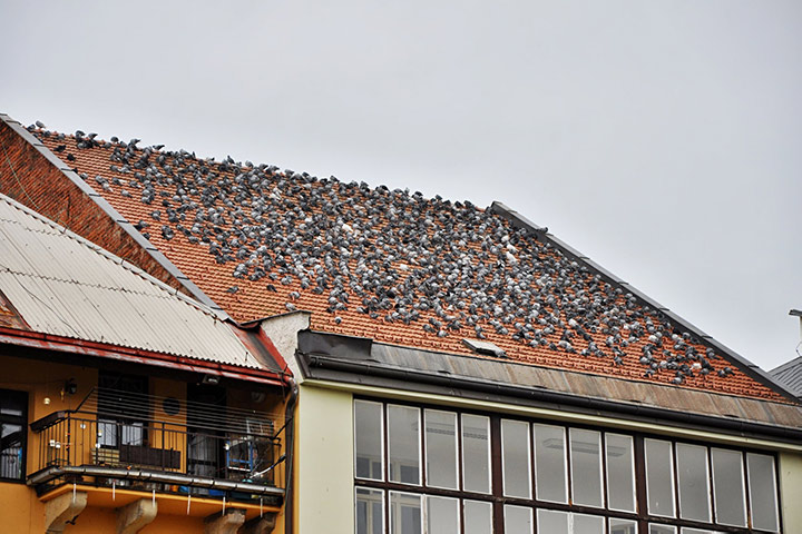 A2B Pest Control are able to install spikes to deter birds from roofs in Barrow. 