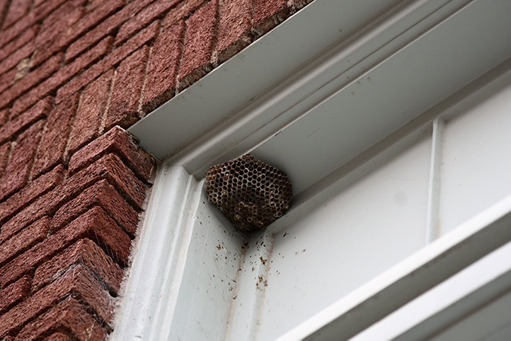 We provide a wasp nest removal service for domestic and commercial properties in Barrow.